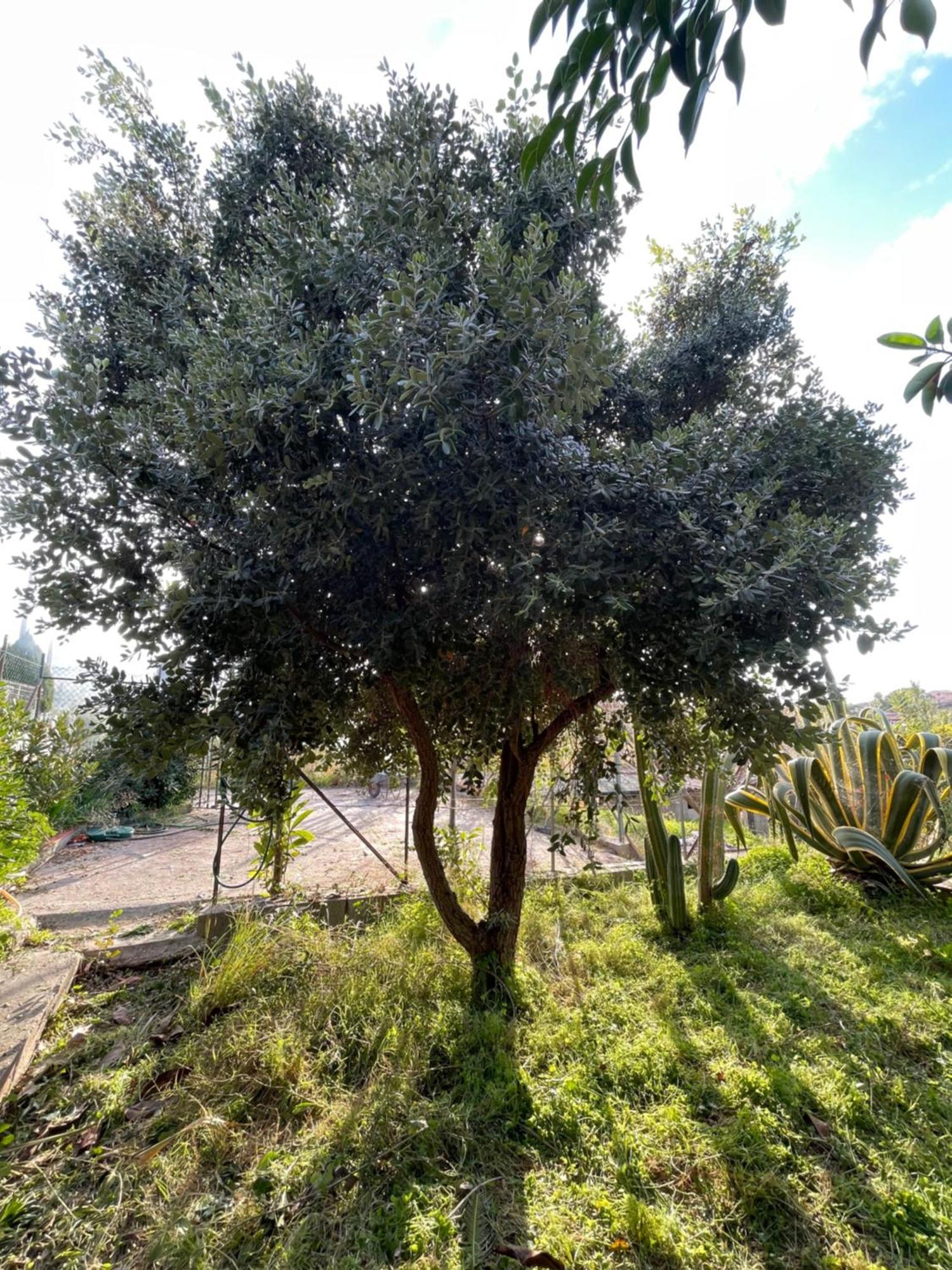 Villa Vittoria Trappeto  Eksteriør bilde
